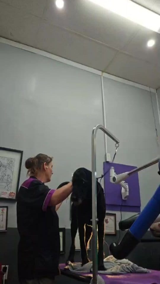 Post 3 by Pooches N' Pals on Instagram (video)