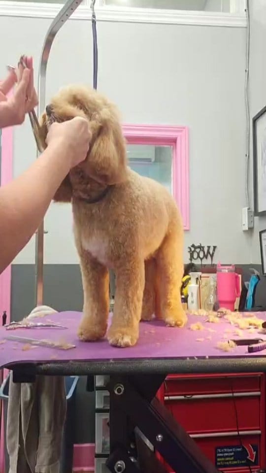 Post 6 by Pooches N' Pals on Instagram (video)
