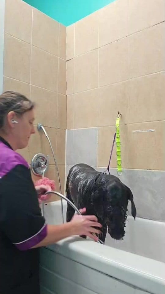 Post 4 by Pooches N' Pals on Instagram (video)
