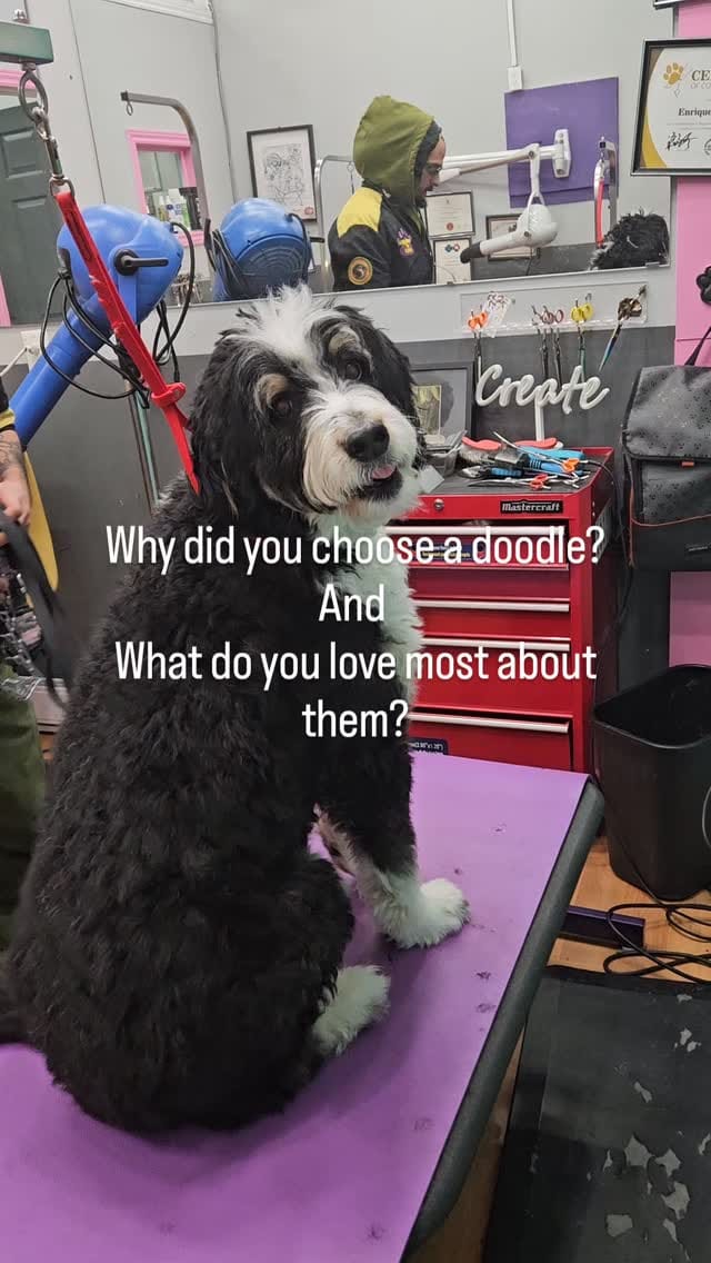 Post 7 by Pooches N' Pals on Instagram (video)