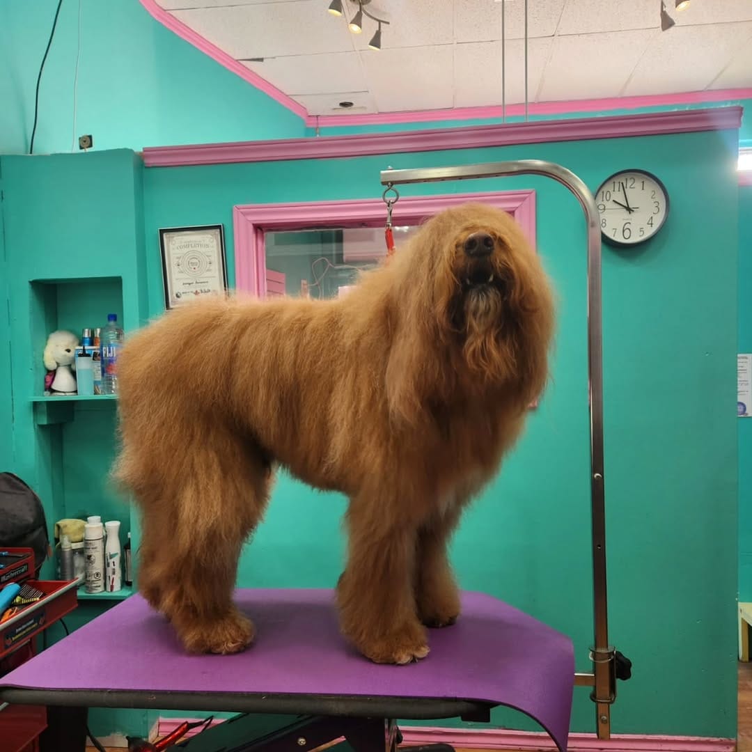 Post 2 by Pooches N' Pals on Instagram (image)