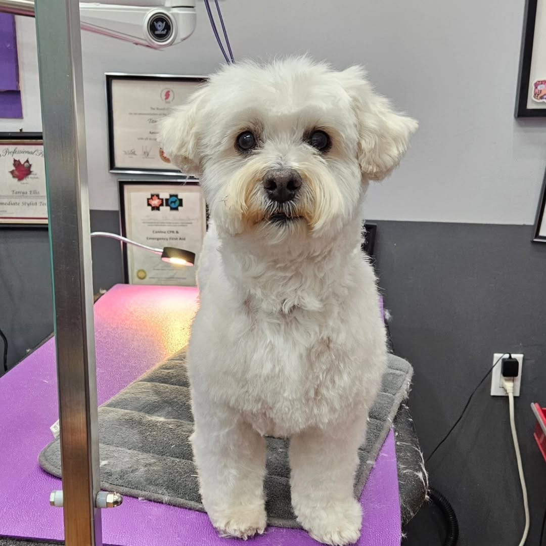 Post 9 by Pooches N' Pals on Instagram (carousel)