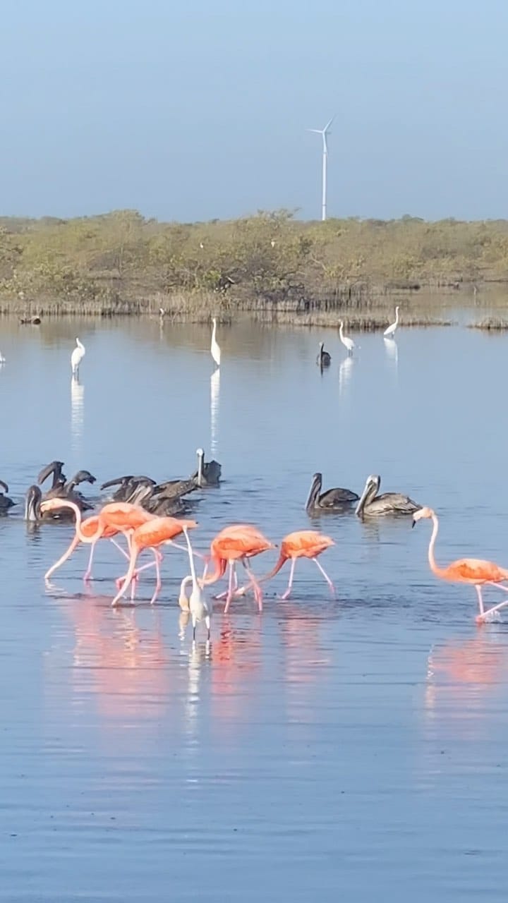Post 10 by Jorge Aguilar y Castellanos on Instagram (video)