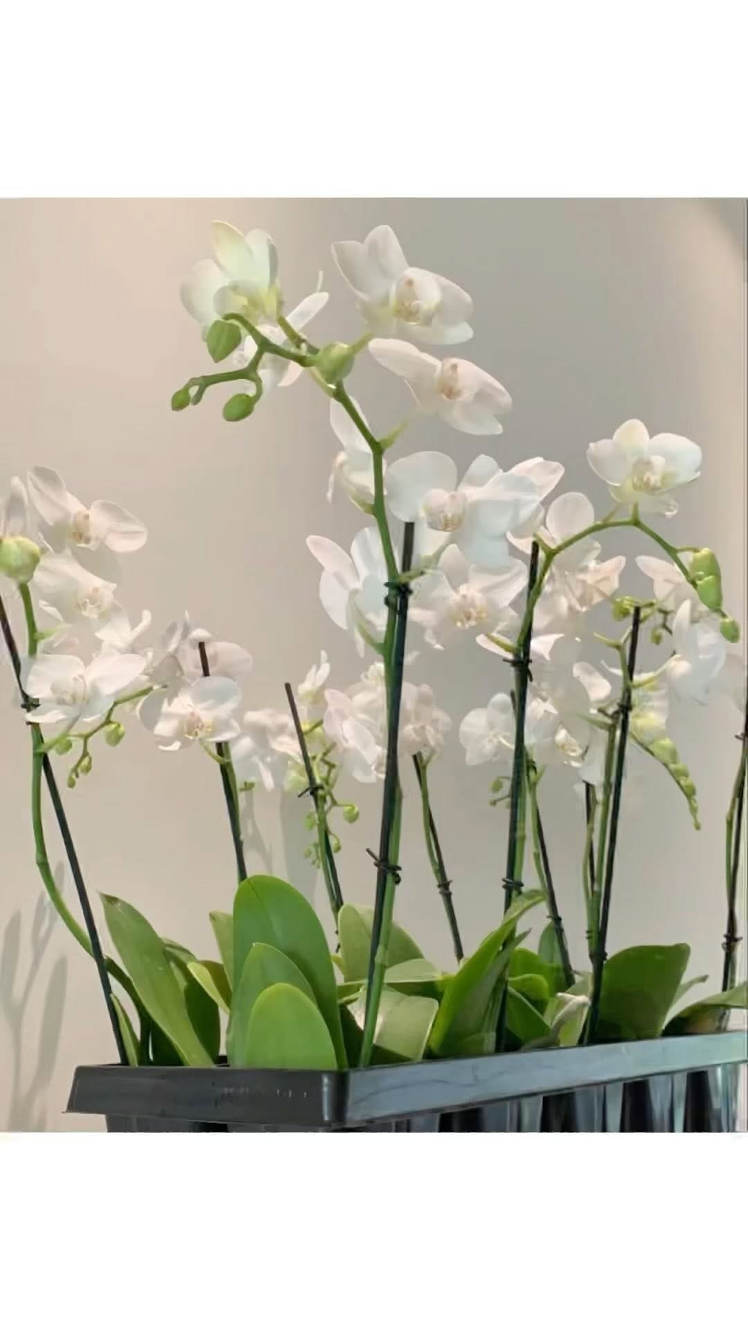 Post 10 by Vivero, paisajismo y riego on Instagram (video)