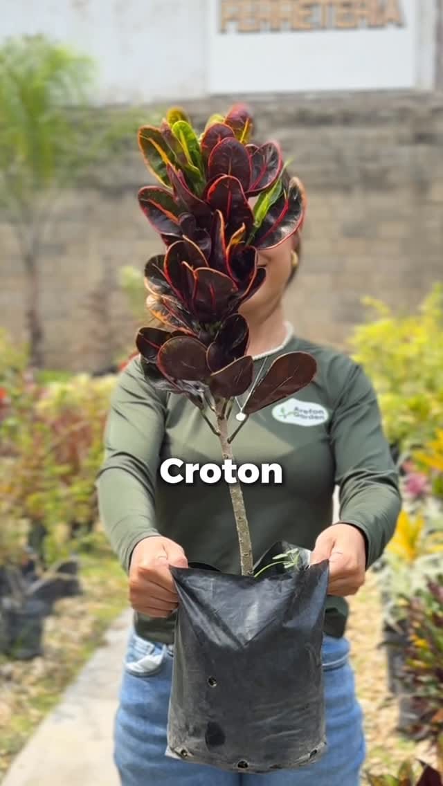 Post 1 by Vivero, paisajismo y riego on Instagram (video)