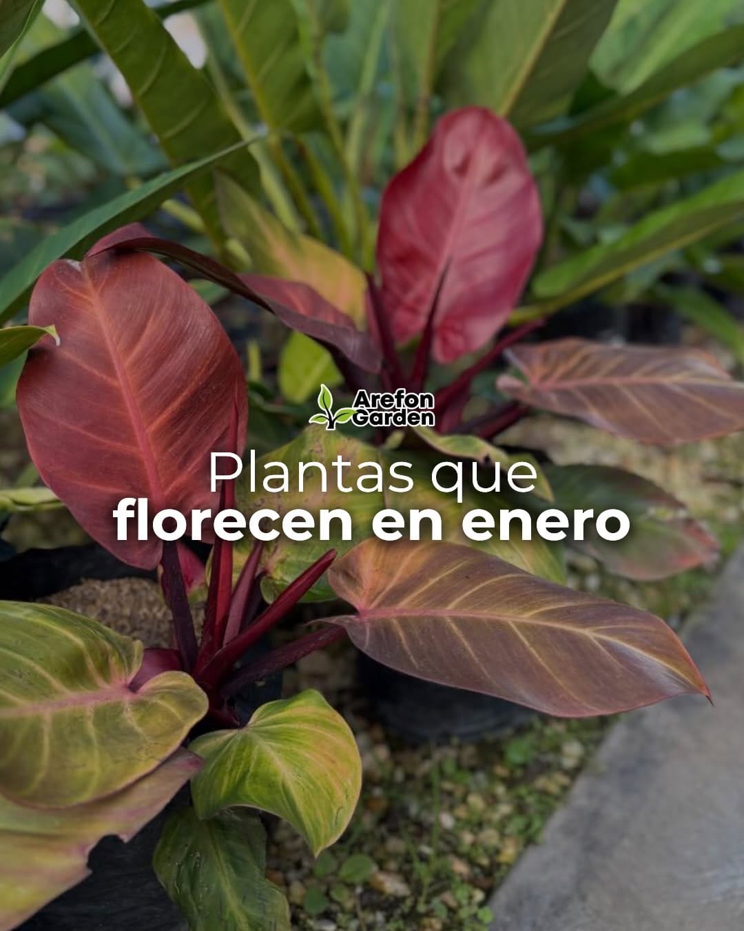 Post 7 by Vivero, paisajismo y riego on Instagram (carousel)