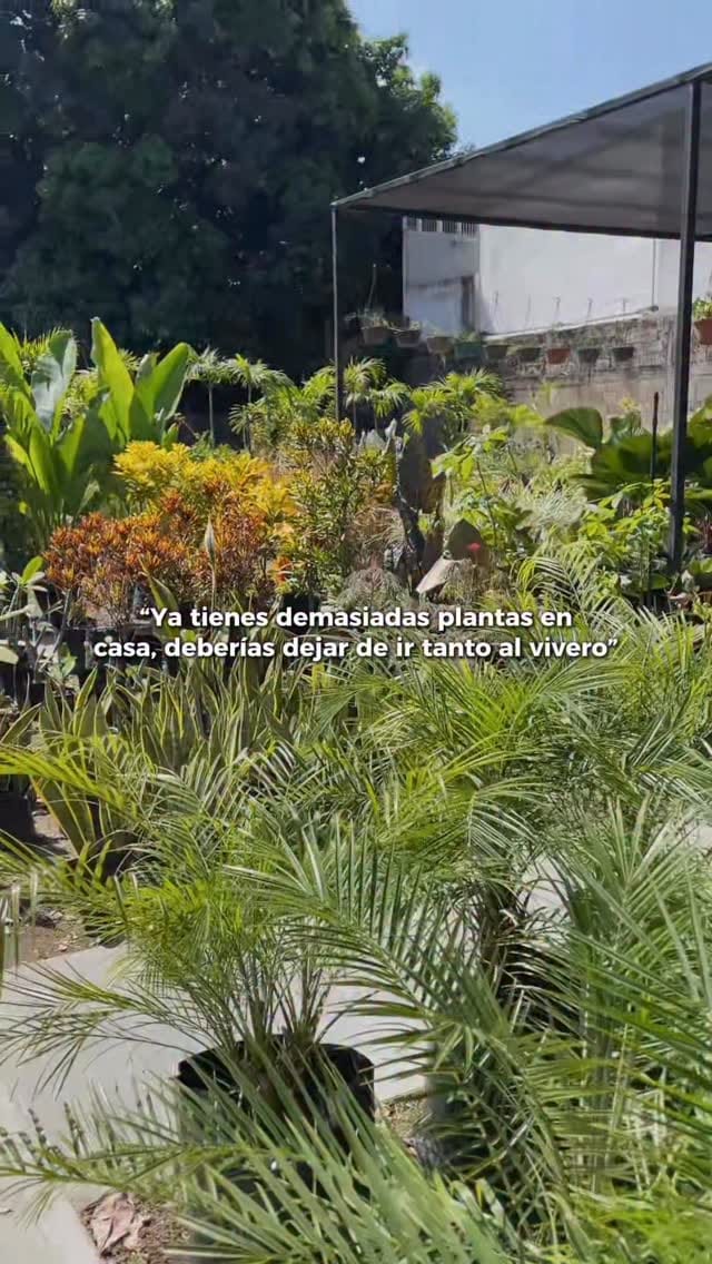 Post 4 by Vivero, paisajismo y riego on Instagram (video)