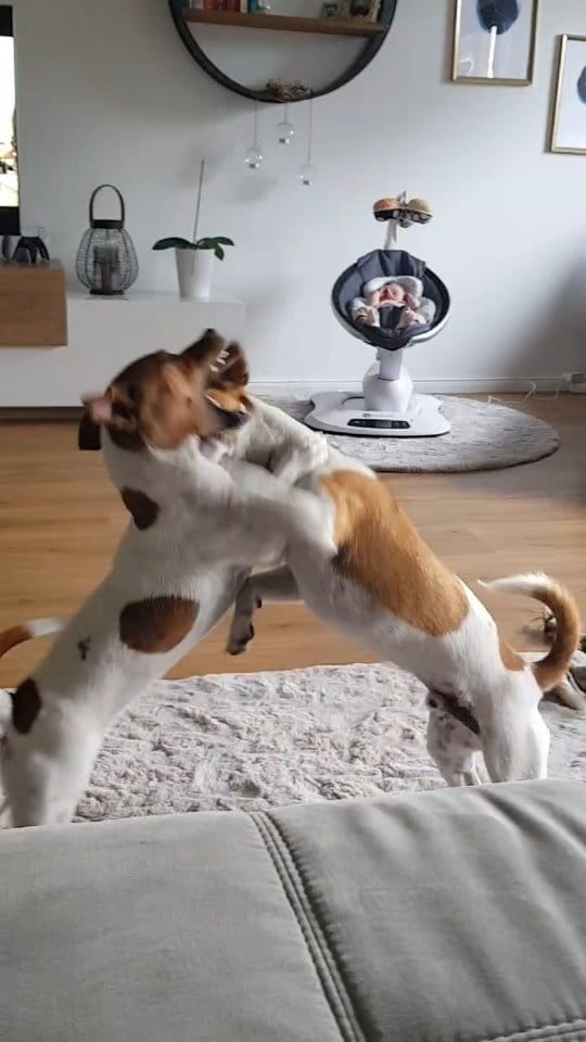 Post 1 by 🐶 Jack Russell MIA 🐕 on Instagram (video)