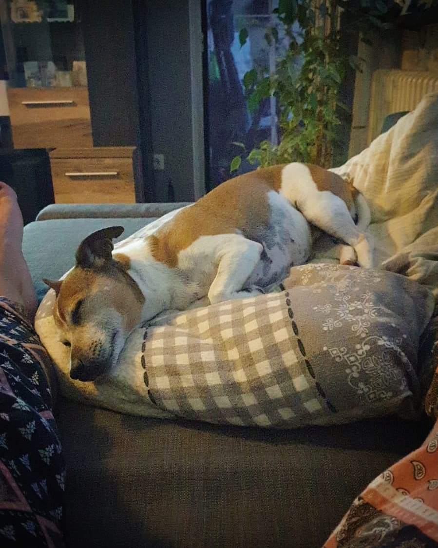 Post 5 by 🐶 Jack Russell MIA 🐕 on Instagram (image)