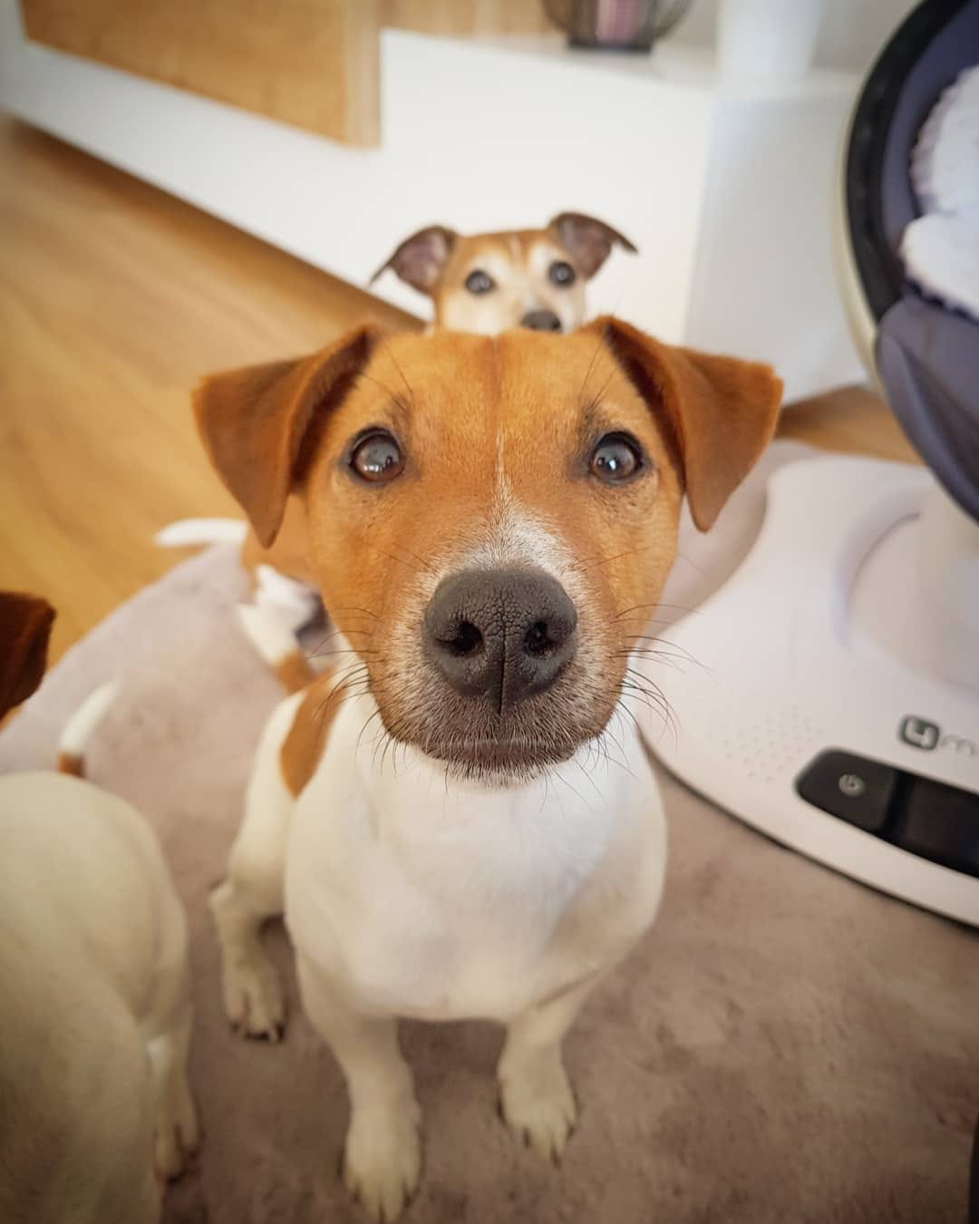 Post 7 by 🐶 Jack Russell MIA 🐕 on Instagram (carousel)