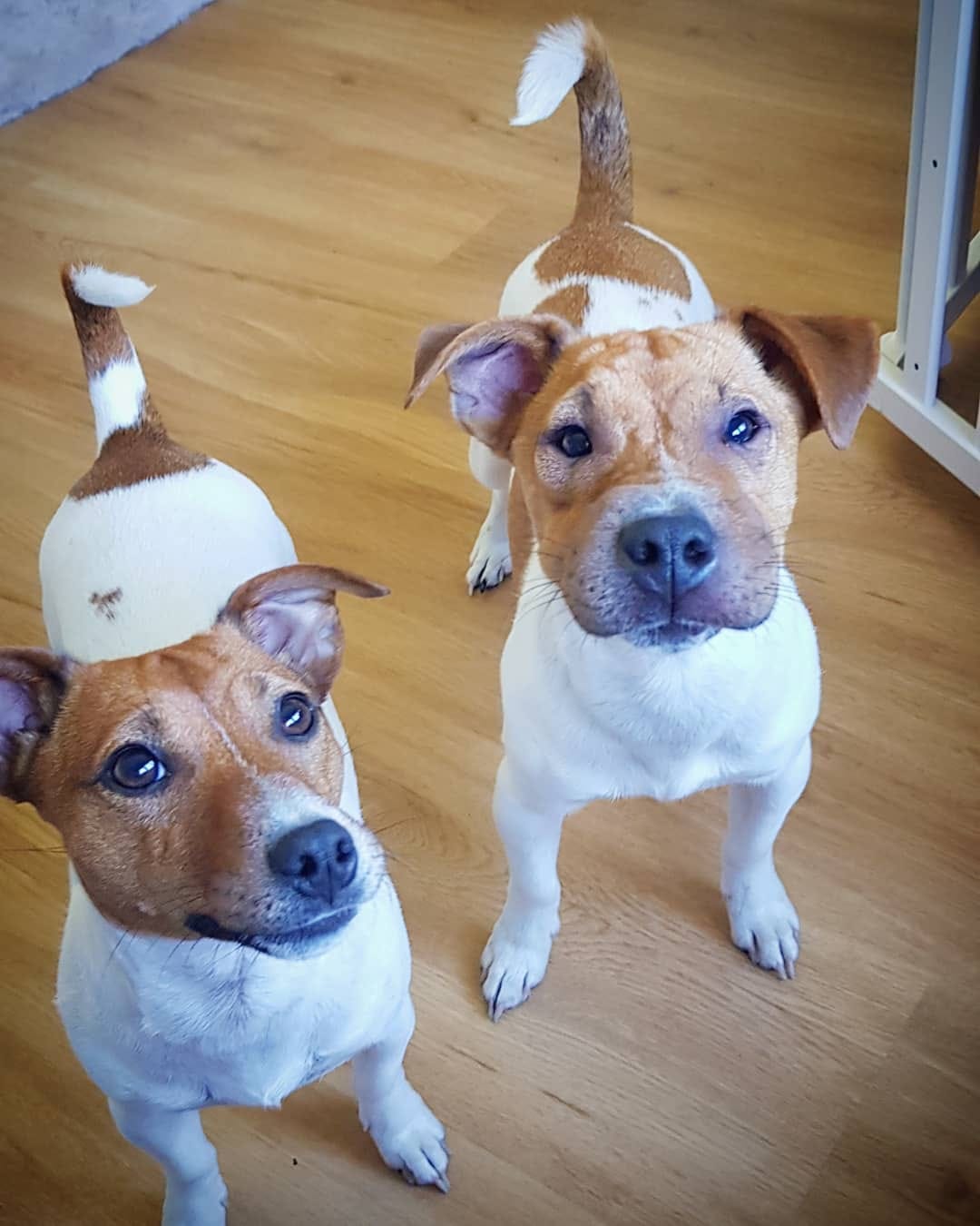 Post 8 by 🐶 Jack Russell MIA 🐕 on Instagram (carousel)