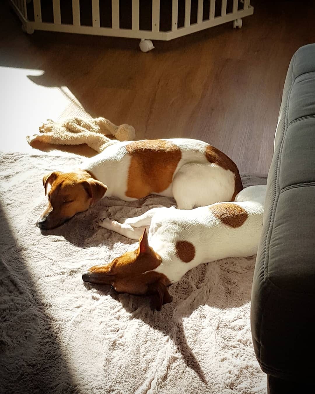 Post 9 by 🐶 Jack Russell MIA 🐕 on Instagram (image)