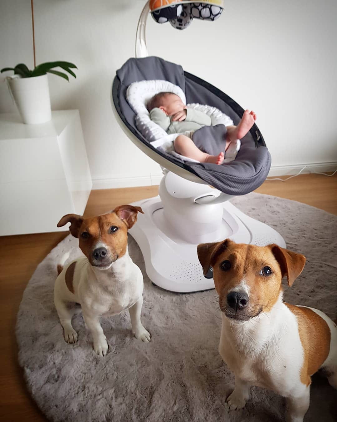 Post 3 by 🐶 Jack Russell MIA 🐕 on Instagram (image)