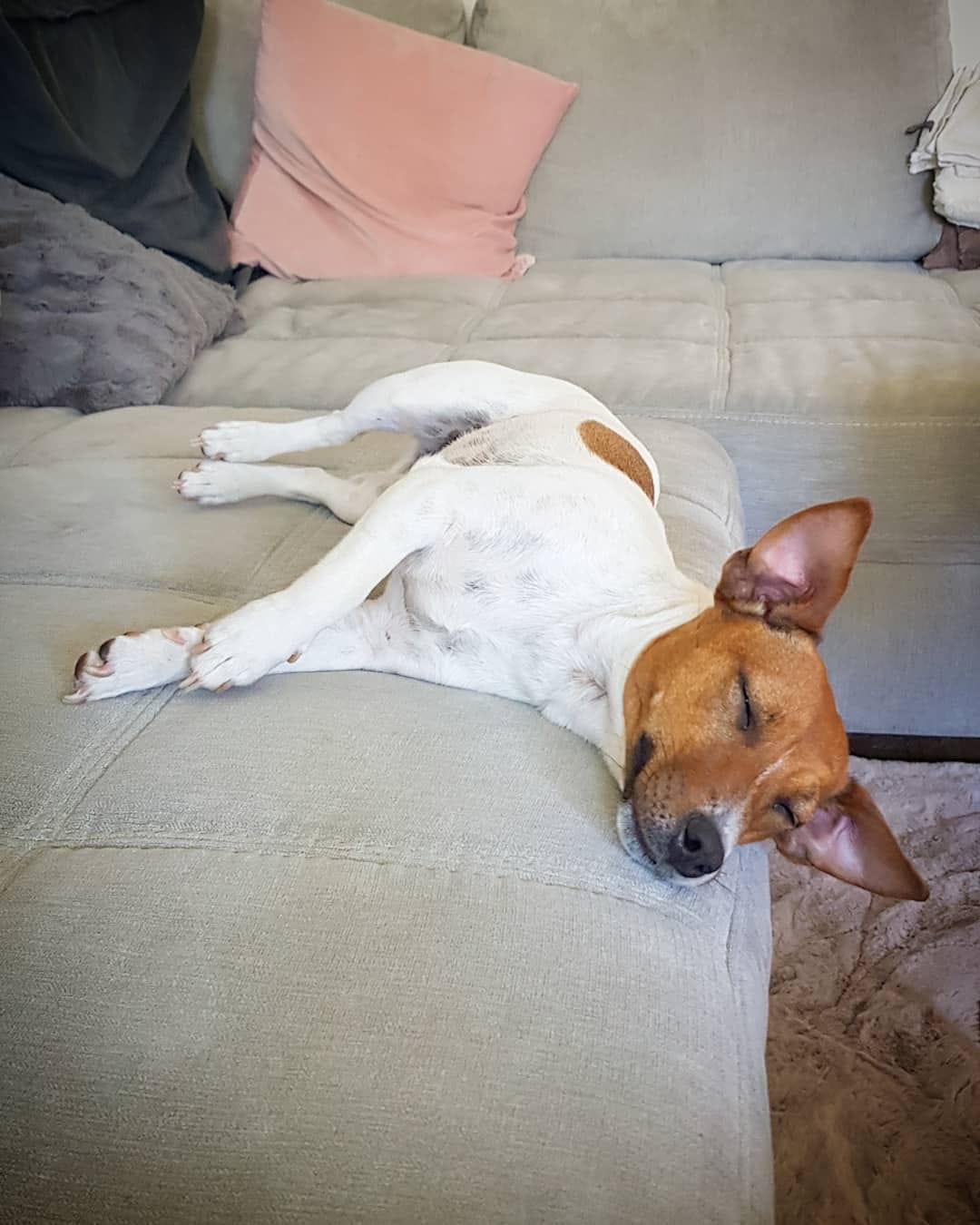 Post 6 by 🐶 Jack Russell MIA 🐕 on Instagram (carousel)