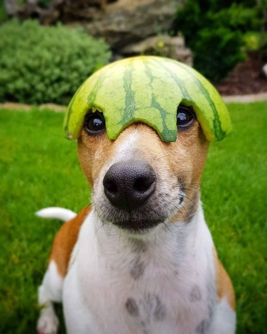 Post 4 by 🐶 Jack Russell MIA 🐕 on Instagram (carousel)