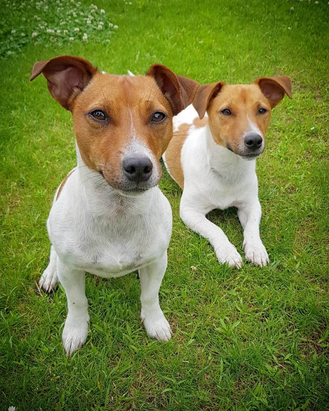 Post 2 by 🐶 Jack Russell MIA 🐕 on Instagram (carousel)