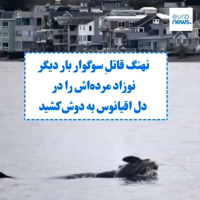 Post 1 by ماهیگیران خراسان on Instagram (video)