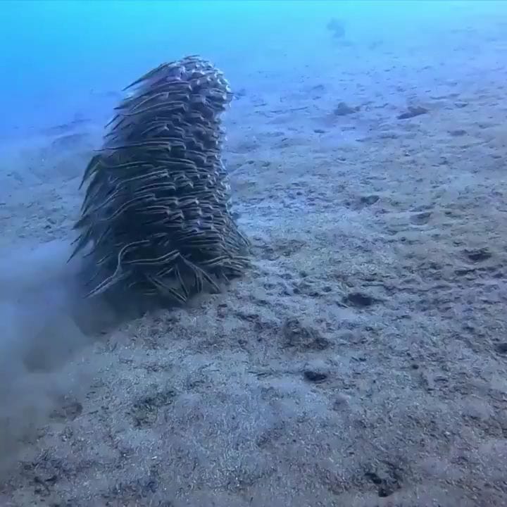 Post 7 by ماهیگیران خراسان on Instagram (video)