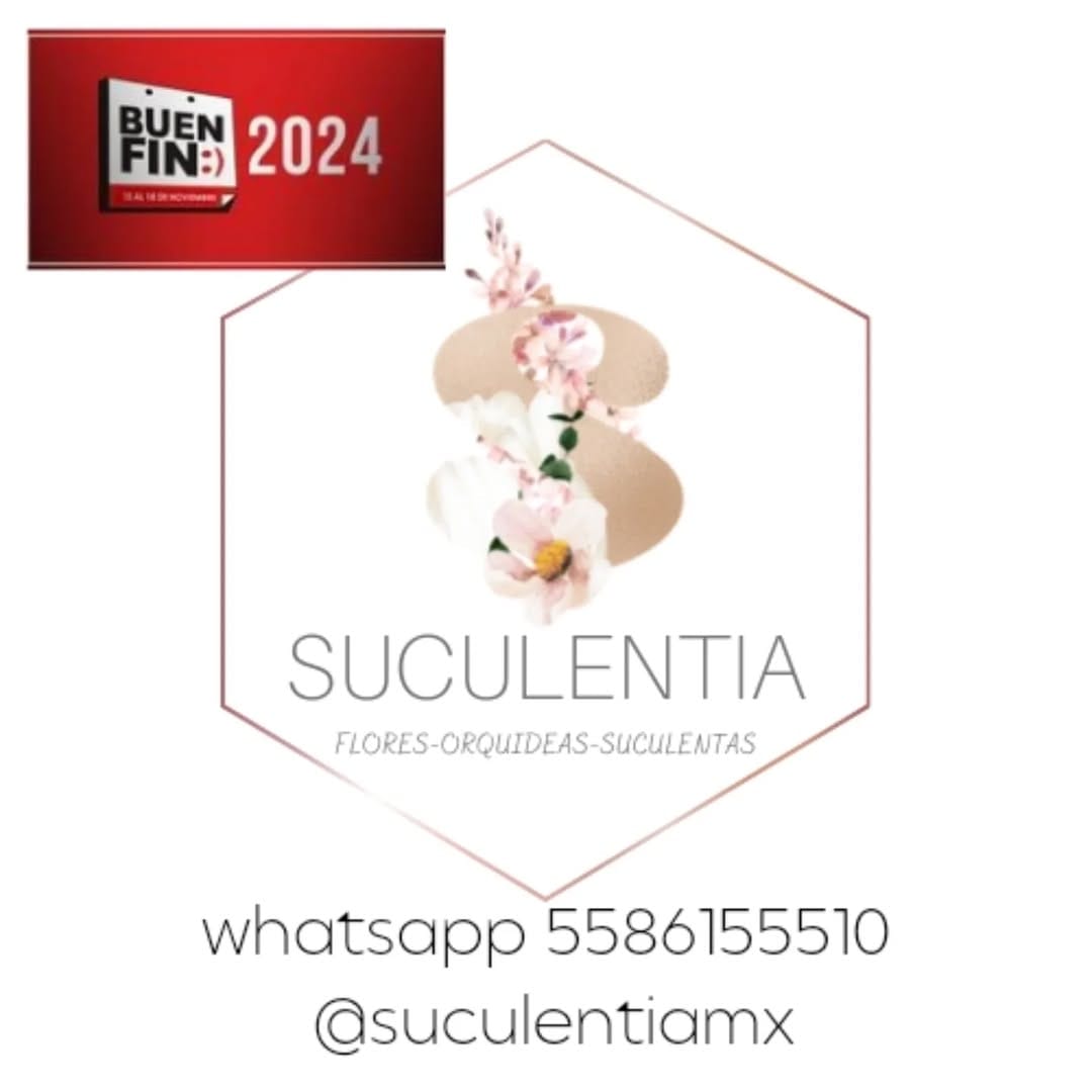 Post 1 by suculentiamx on Instagram (image)
