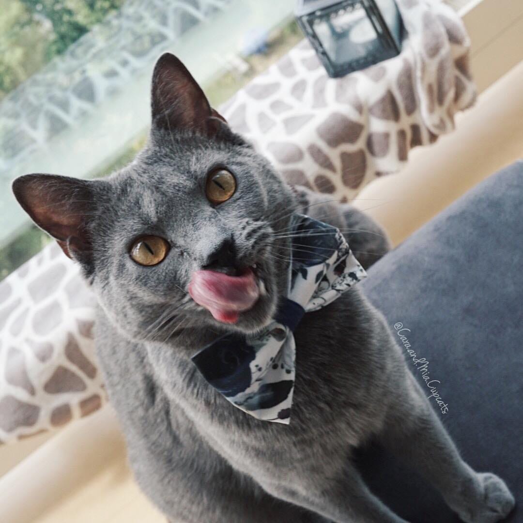Post 3 by 🌿 Cara & Mia Chartreux Sisters on Instagram (image)