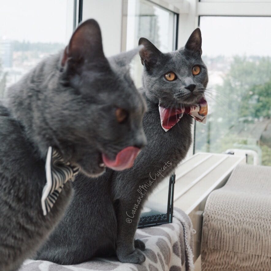 Post 6 by 🌿 Cara & Mia Chartreux Sisters on Instagram (image)