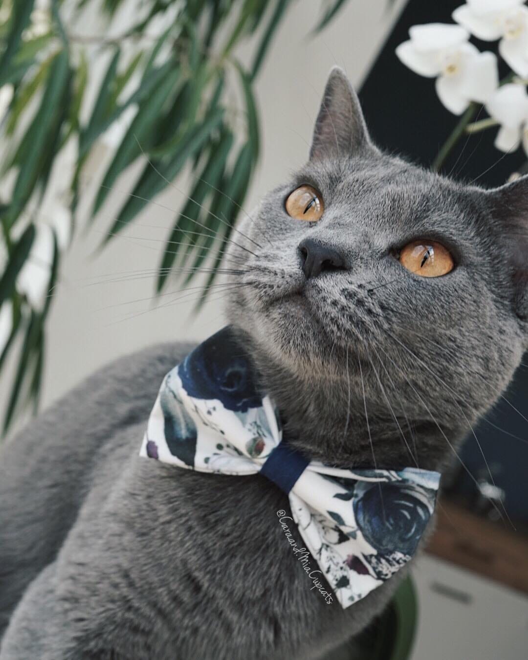 Post 7 by 🌿 Cara & Mia Chartreux Sisters on Instagram (image)