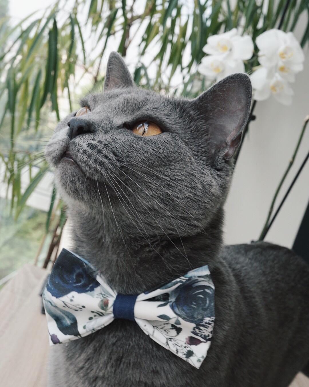 Post 9 by 🌿 Cara & Mia Chartreux Sisters on Instagram (image)
