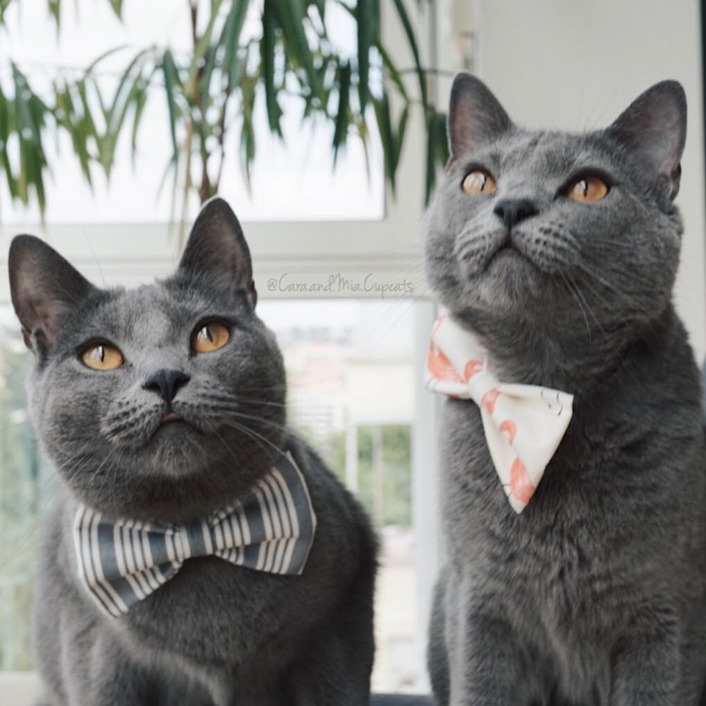 Post 8 by 🌿 Cara & Mia Chartreux Sisters on Instagram (image)