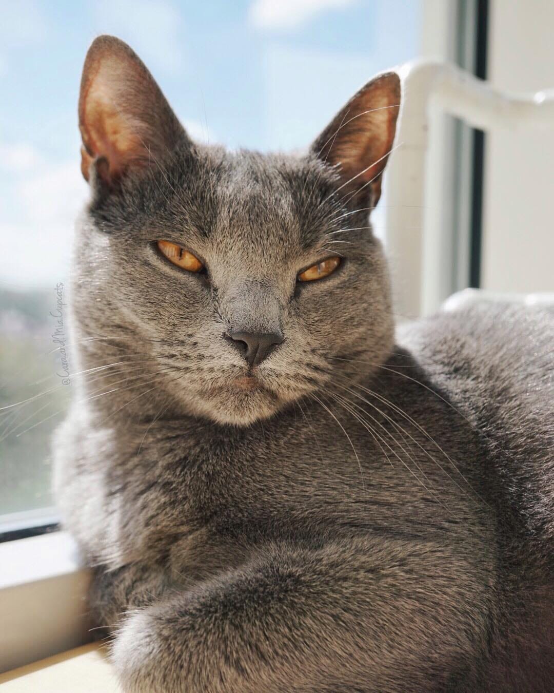 Post 10 by 🌿 Cara & Mia Chartreux Sisters on Instagram (image)