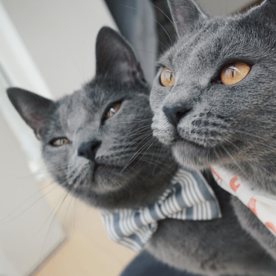 Post 5 by 🌿 Cara & Mia Chartreux Sisters on Instagram (image)
