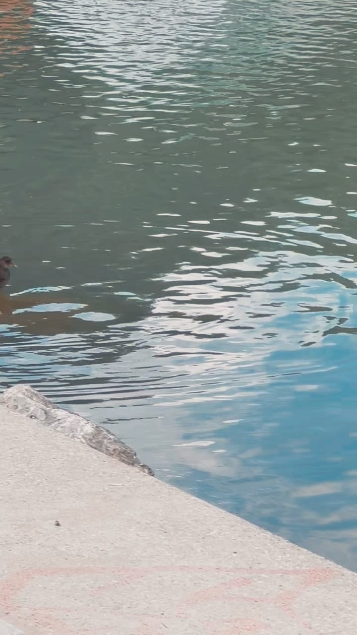 Post 6 by Rana Shehzad on Instagram (video)