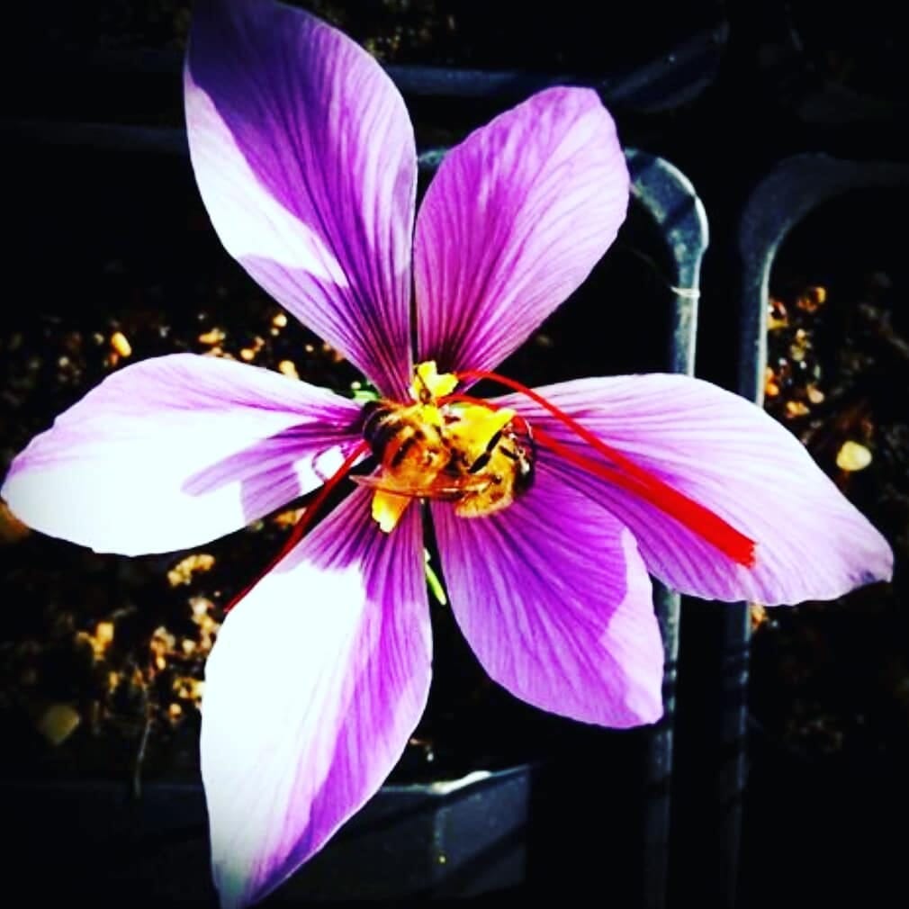 Post 7 by saffron UAE +97155 46 2323 5 on Instagram (image)