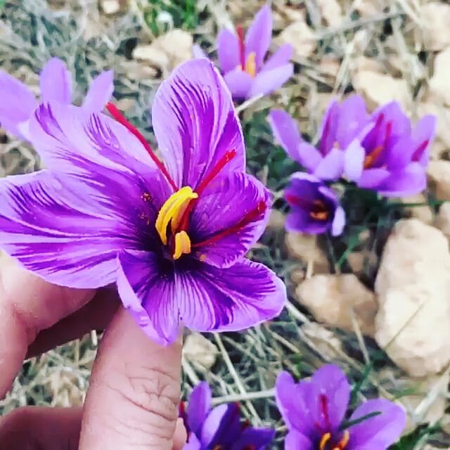 Post 3 by saffron UAE +97155 46 2323 5 on Instagram (video)