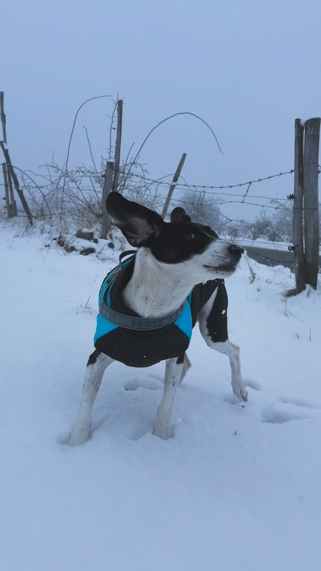 Post 4 by La valle delle Favole - Vivi la Valtrebbia on Instagram (video)