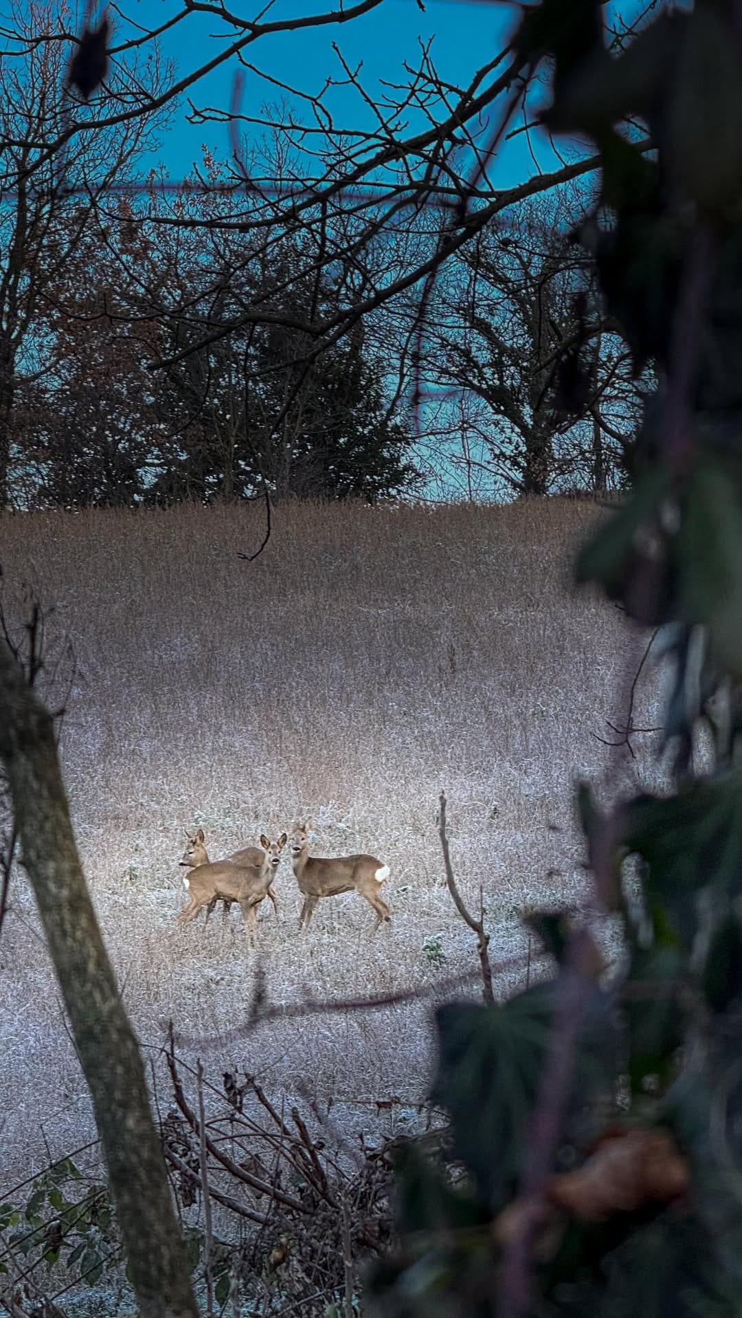 Post 6 by La valle delle Favole - Vivi la Valtrebbia on Instagram (video)