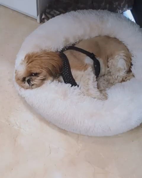 Post 7 by Jacko 〰The Shih Tzu on Instagram (video)