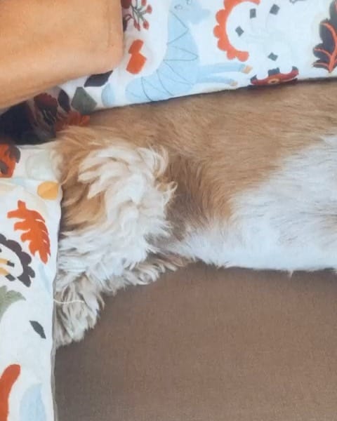 Post 9 by Jacko 〰The Shih Tzu on Instagram (video)