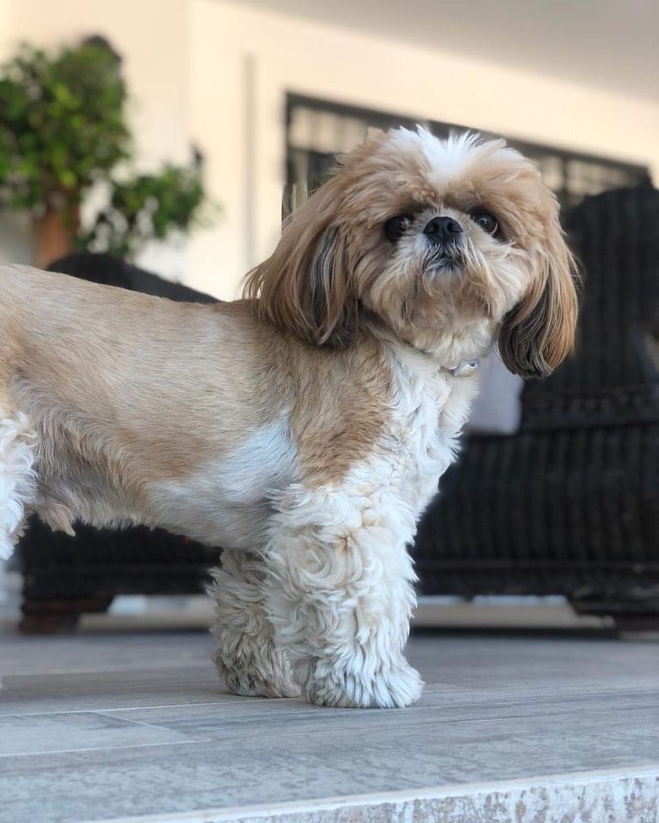 Post 8 by Jacko 〰The Shih Tzu on Instagram (image)