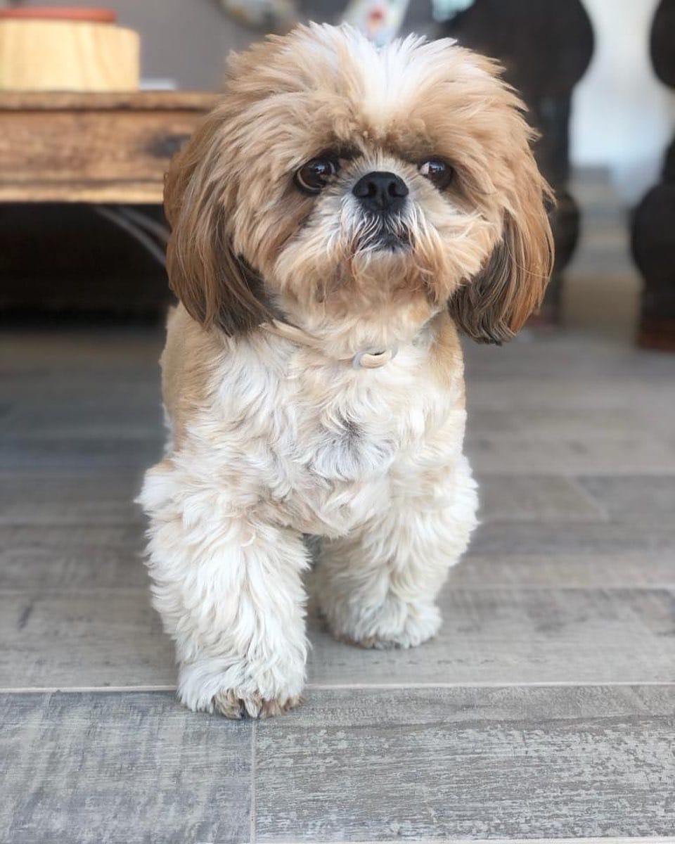 Post 6 by Jacko 〰The Shih Tzu on Instagram (image)