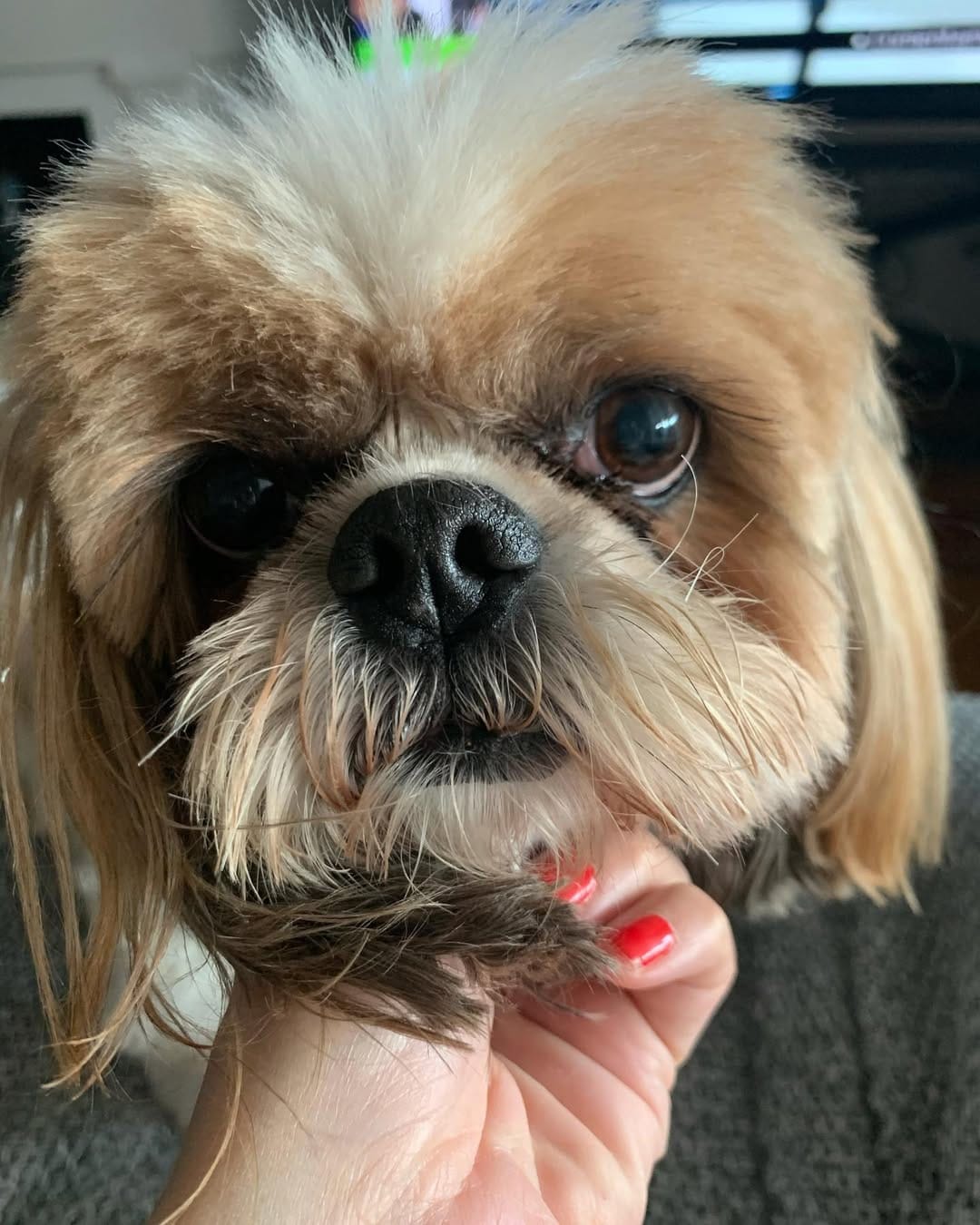 Post 3 by Jacko 〰The Shih Tzu on Instagram (image)
