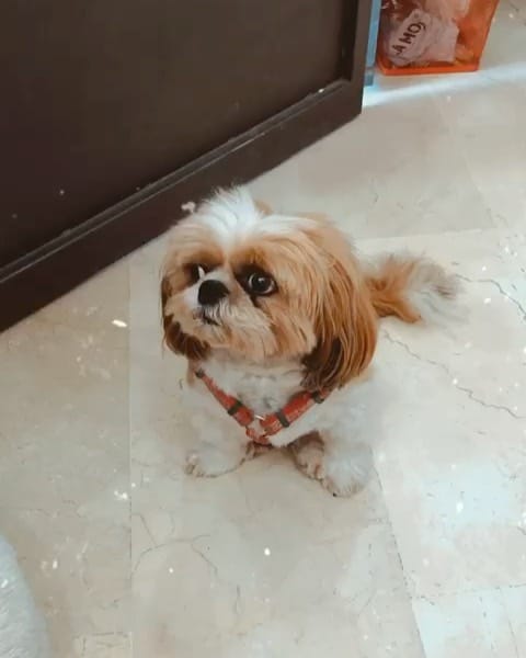 Post 5 by Jacko 〰The Shih Tzu on Instagram (video)