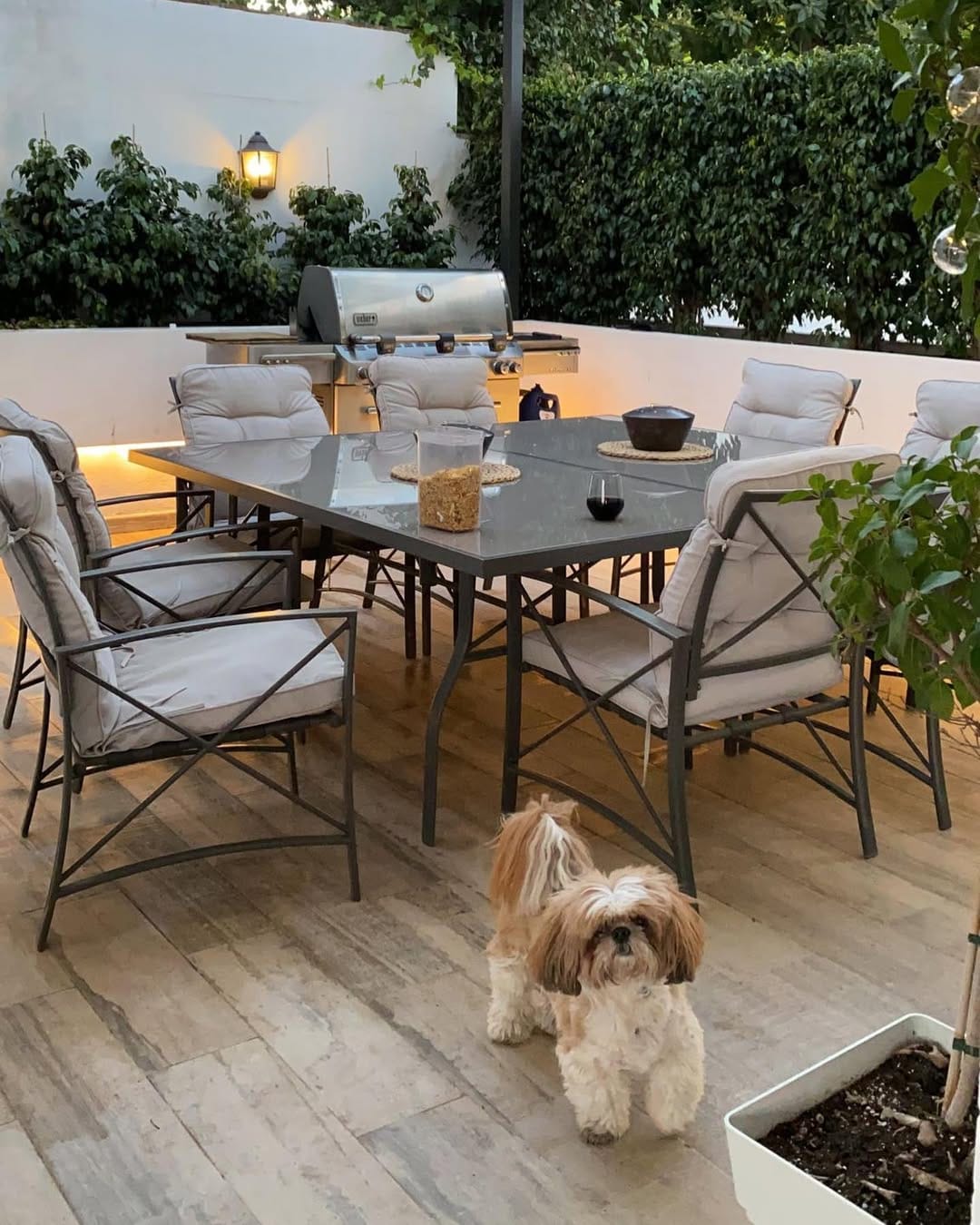 Post 1 by Jacko 〰The Shih Tzu on Instagram (image)