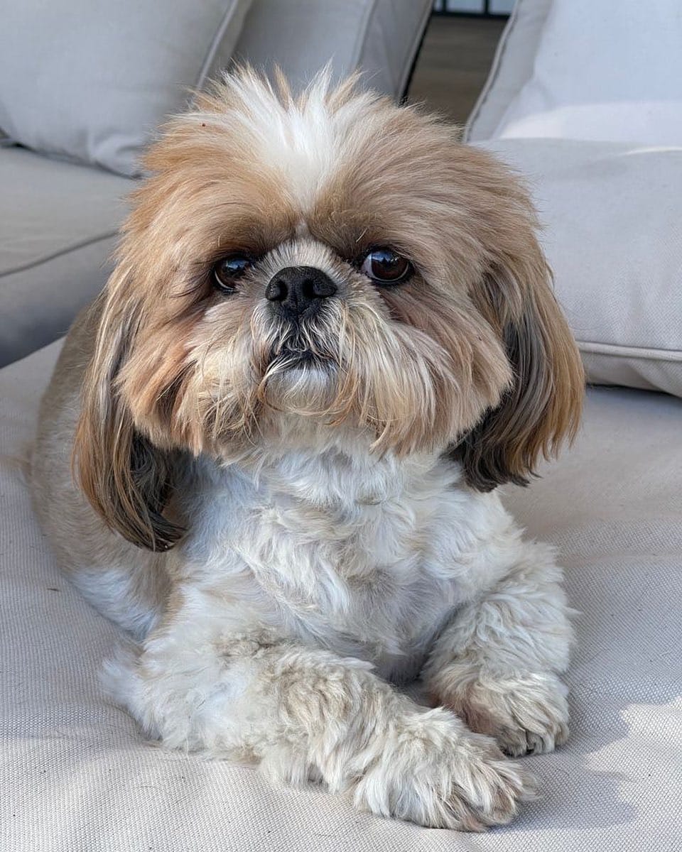 Post 2 by Jacko 〰The Shih Tzu on Instagram (image)