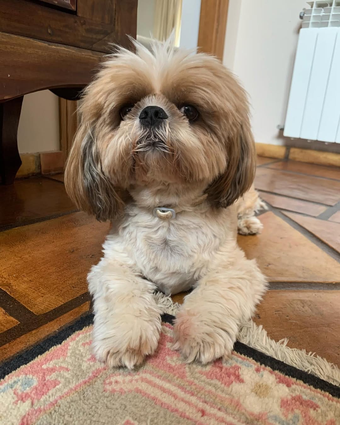 Post 4 by Jacko 〰The Shih Tzu on Instagram (image)