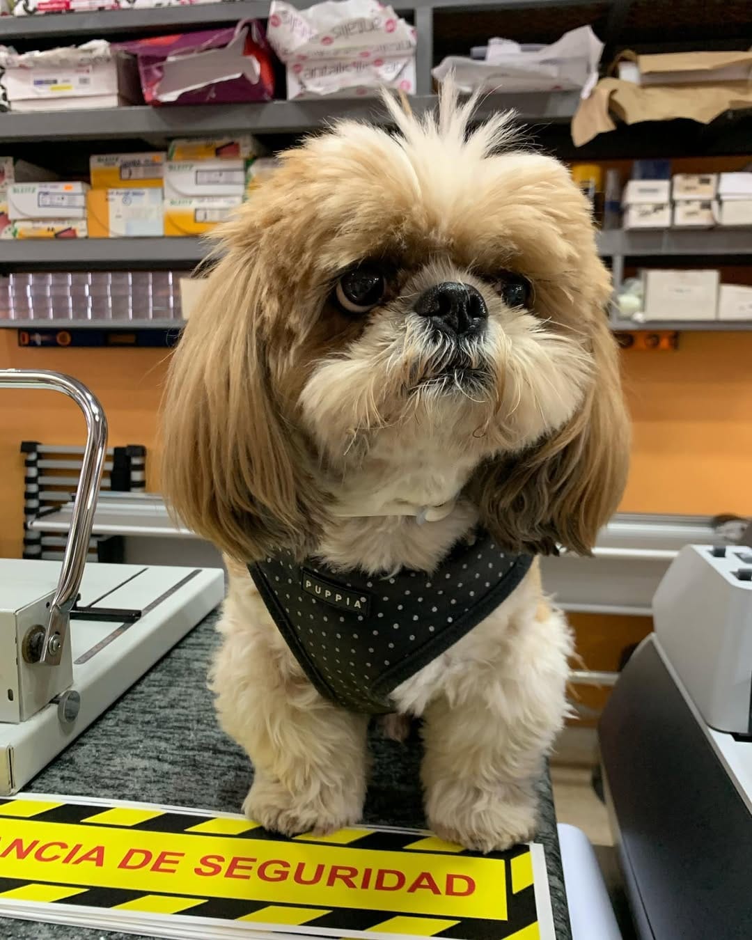 Post 10 by Jacko 〰The Shih Tzu on Instagram (image)