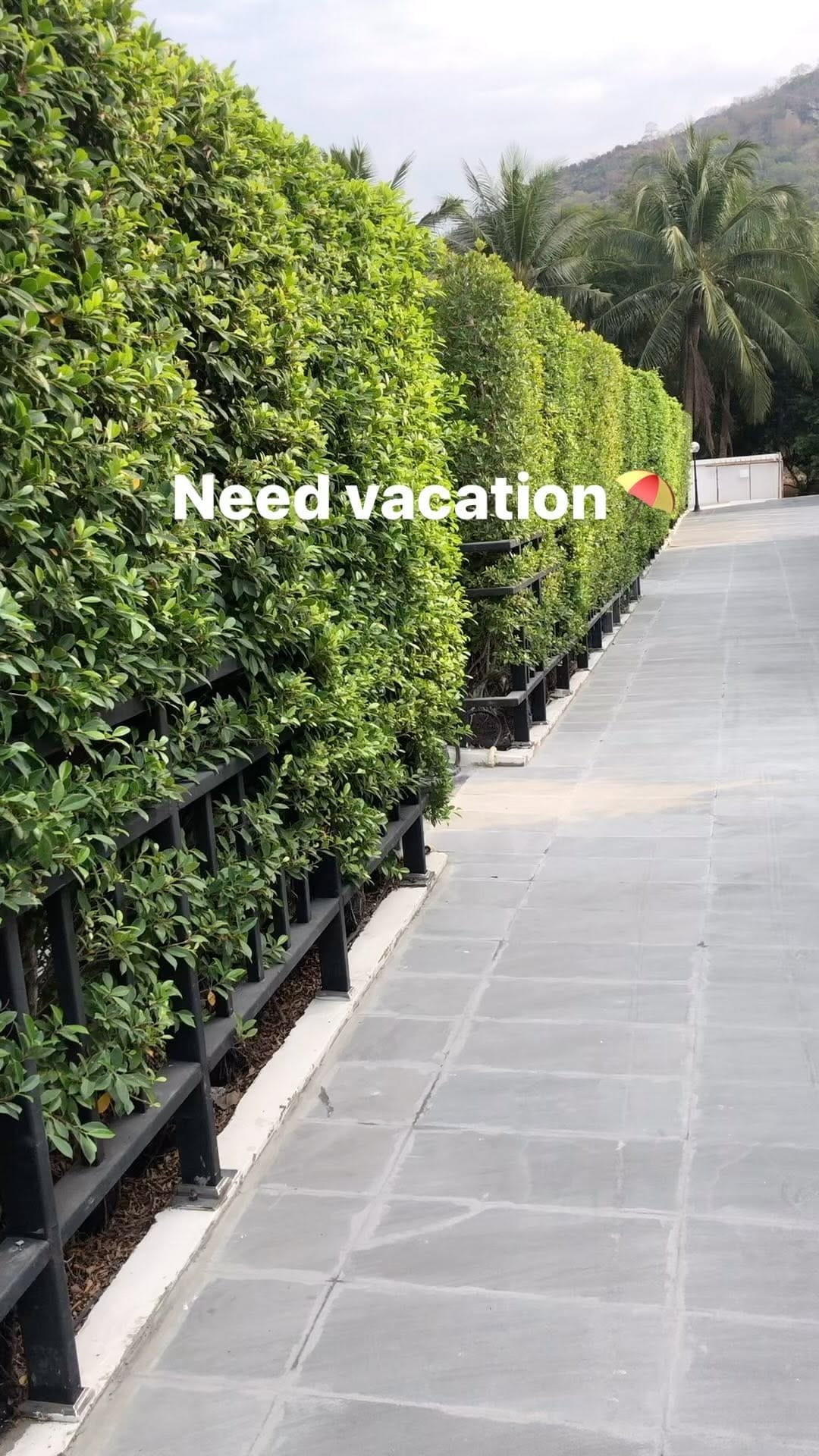 Post 6 by Great Ivy on Instagram (video)