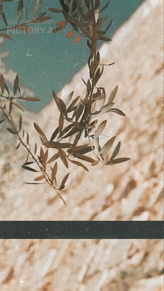Post 2 by N Zahr on Instagram (video)