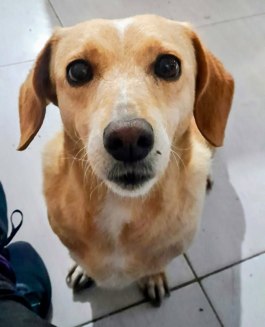 Post 10 by Meg, the blonde dach !! on Instagram (image)