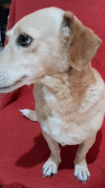 Post 5 by Meg, the blonde dach !! on Instagram (video)