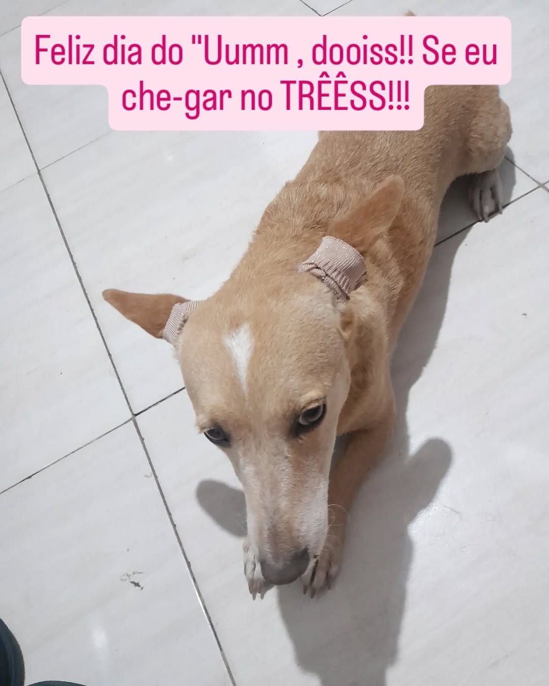 Post 2 by Meg, the blonde dach !! on Instagram (image)